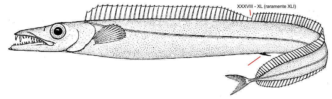 Aphanopus carbo_01.jpg